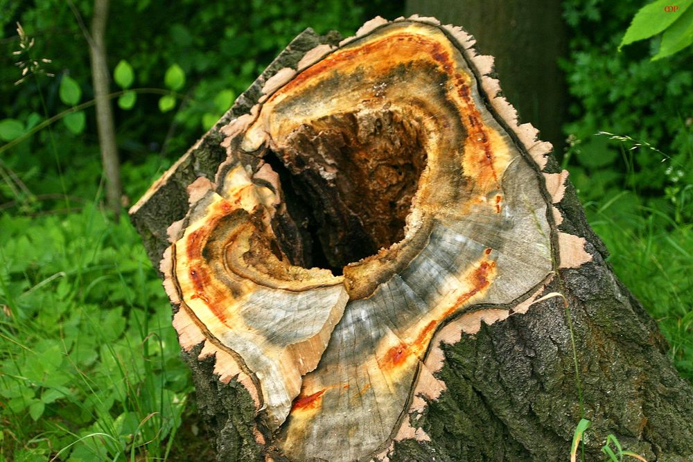 der Baum wird hohl - der Mensch bekommt Alzheimer