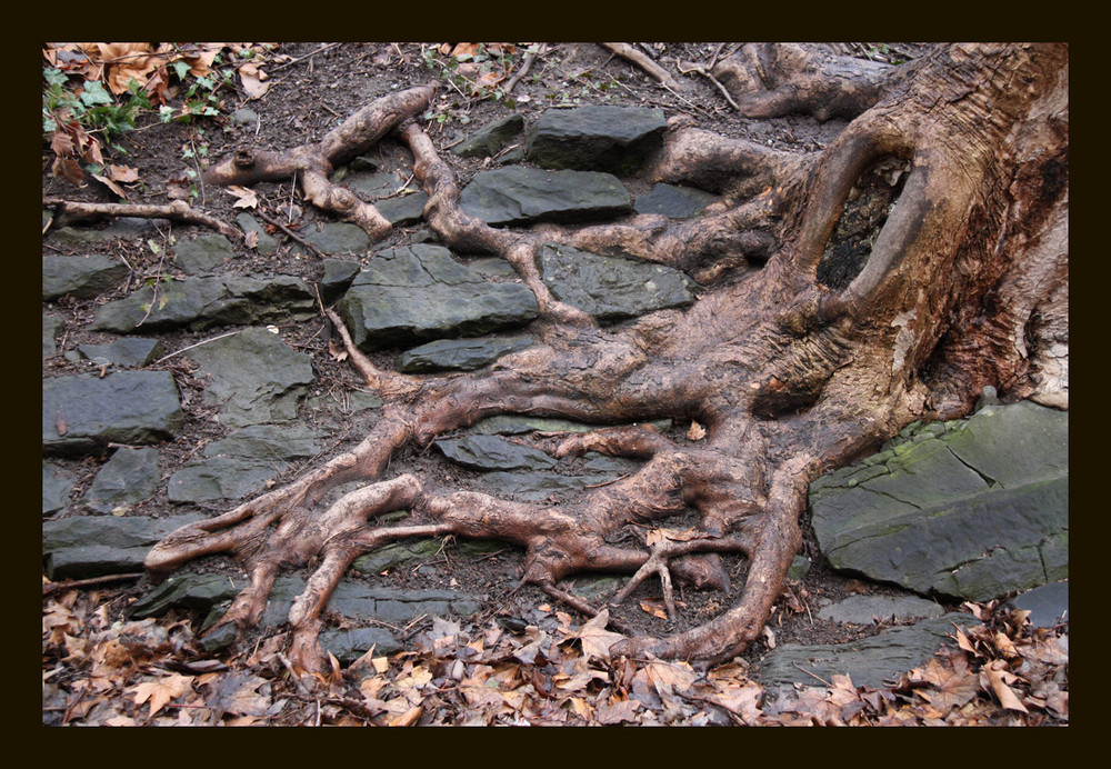 Der Baum, Wurzeln, der Weg, Verbundenheit - Eins sein miteinander