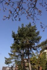 Der Baum zum Haus (in der Nachbarschaft)