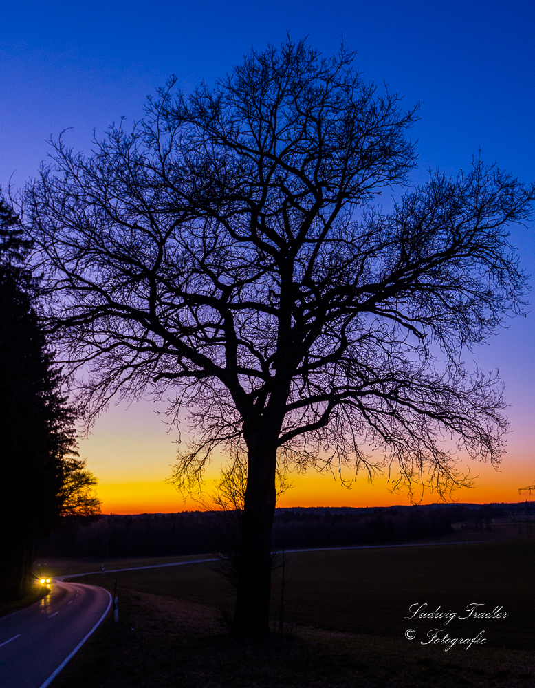 der Baum zur blauen Stunde