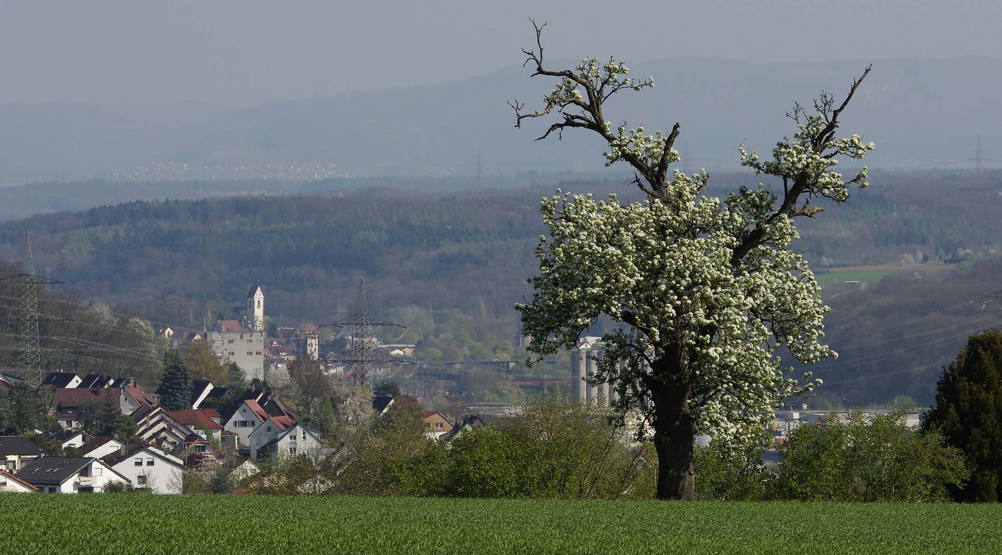 der Baum...2