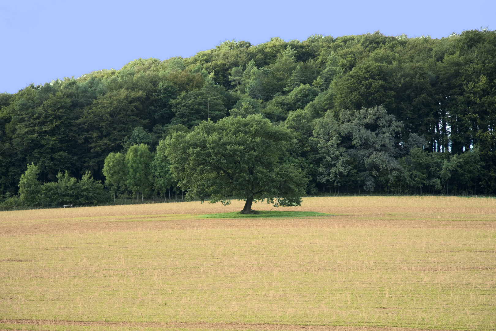 Der Baum_2