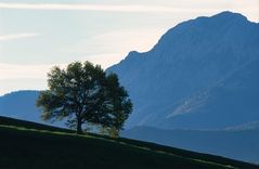 Der Baumbestand vorm Herzogstand