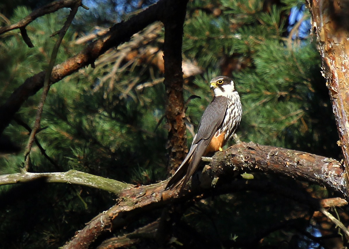 Der Baumfalke