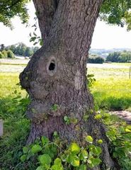 Der Baumhase ...