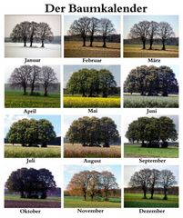 Der Baumkalender