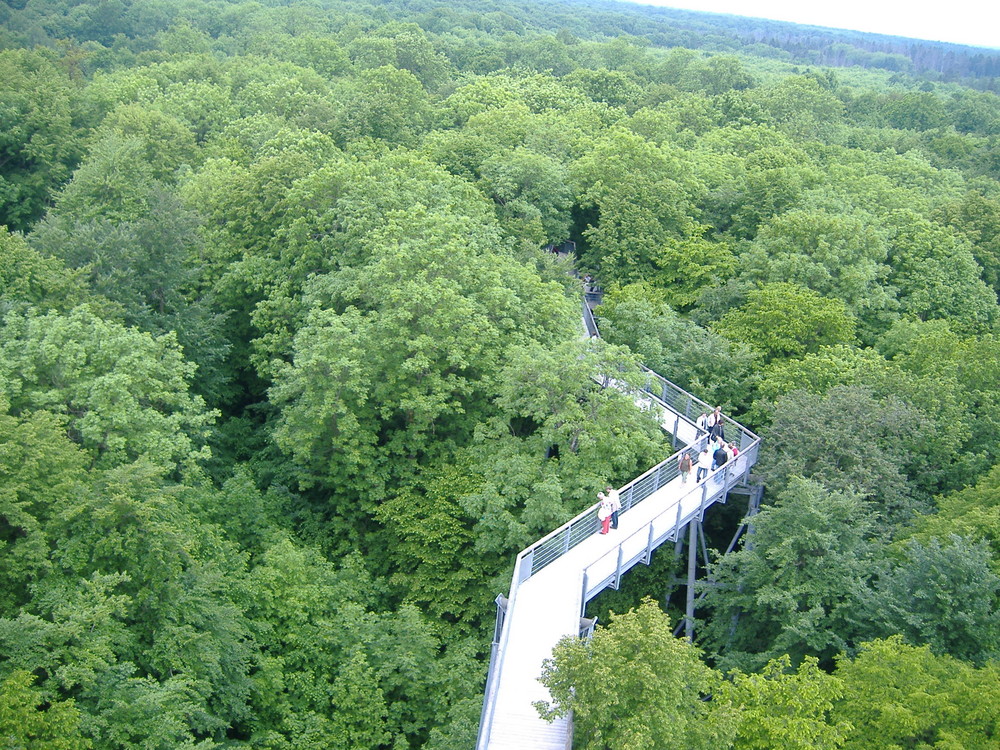 Der Baumkronenpfad