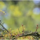 Der Baumläufer am Ahornstamm erspäht Insekt