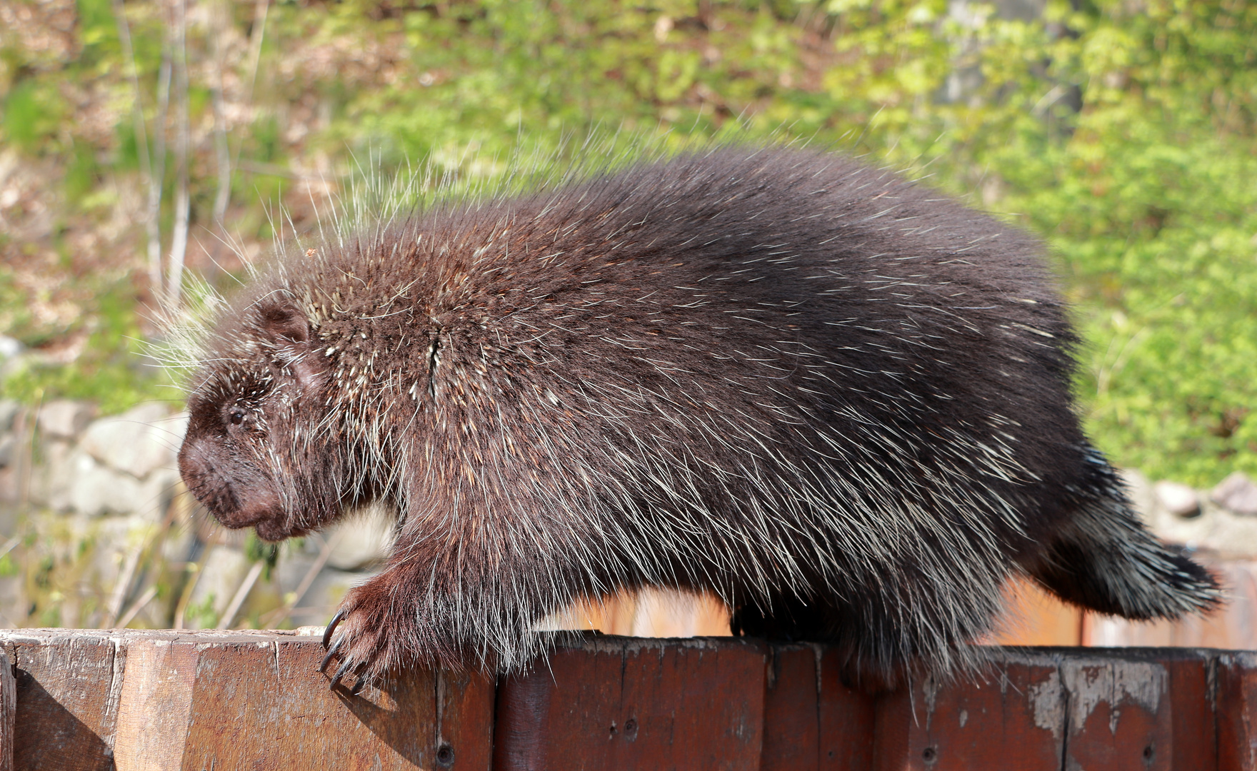 der Baumstachler