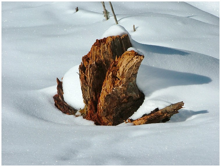 Der Baumstamm im Schnee