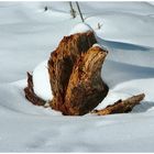 Der Baumstamm im Schnee