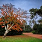 Der Baumstamm und das rote Herbstlaub