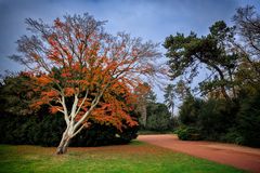 Der Baumstamm und das rote Herbstlaub