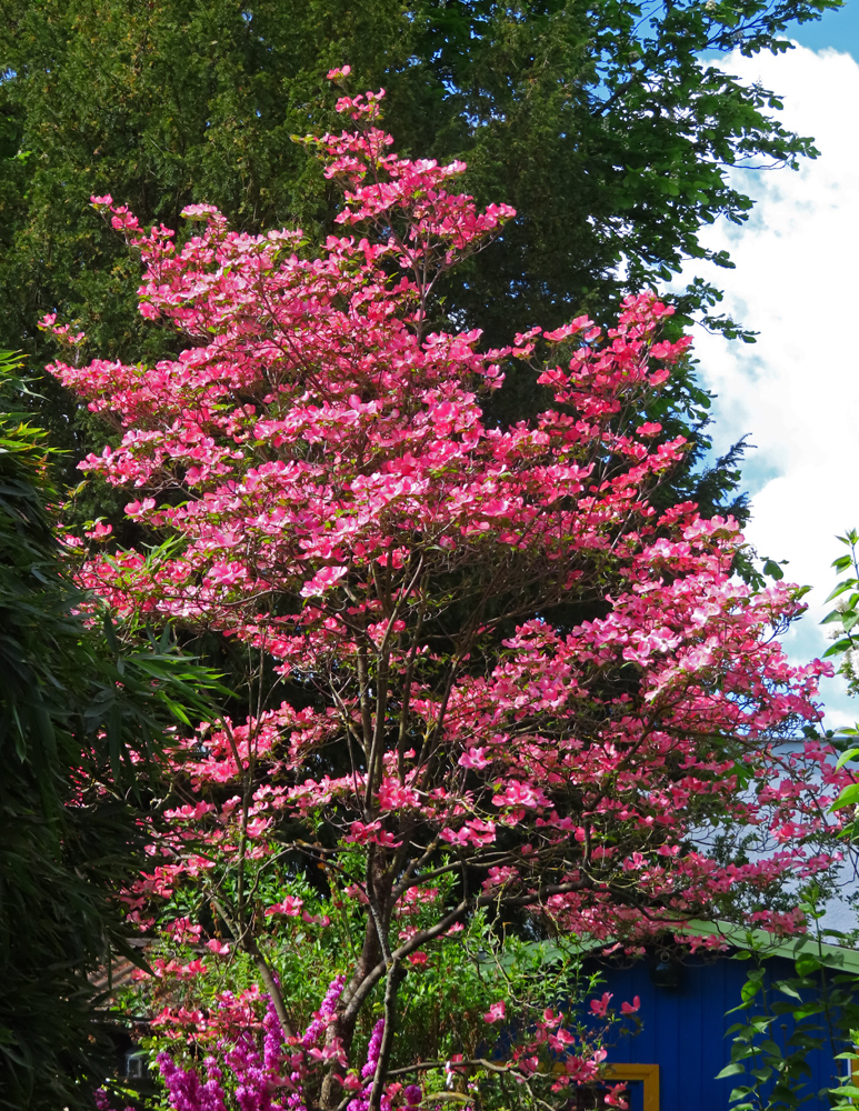 der Baum/Strauch (unten am Rand ein Judasbaum)