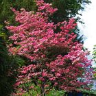 der Baum/Strauch (unten am Rand ein Judasbaum)