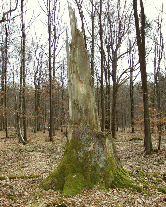 Der Baumstumpf der "Wacholder-Fichte" ...