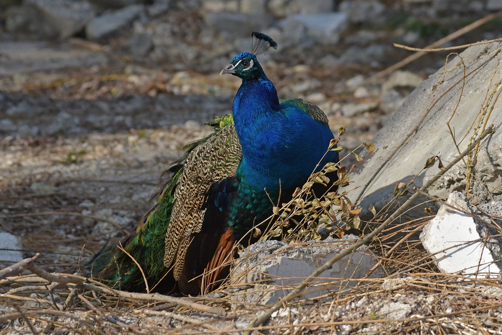 Der Baustellen – Pfau 02