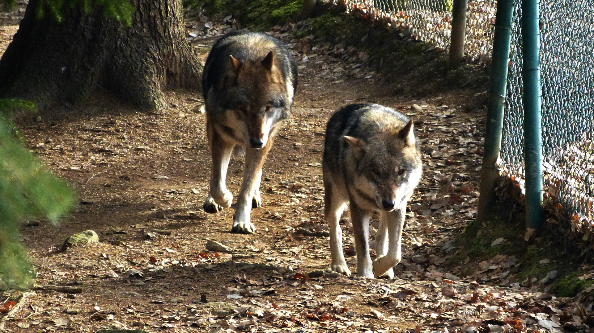 Der Bayerwald-Tierpark Lohberg 