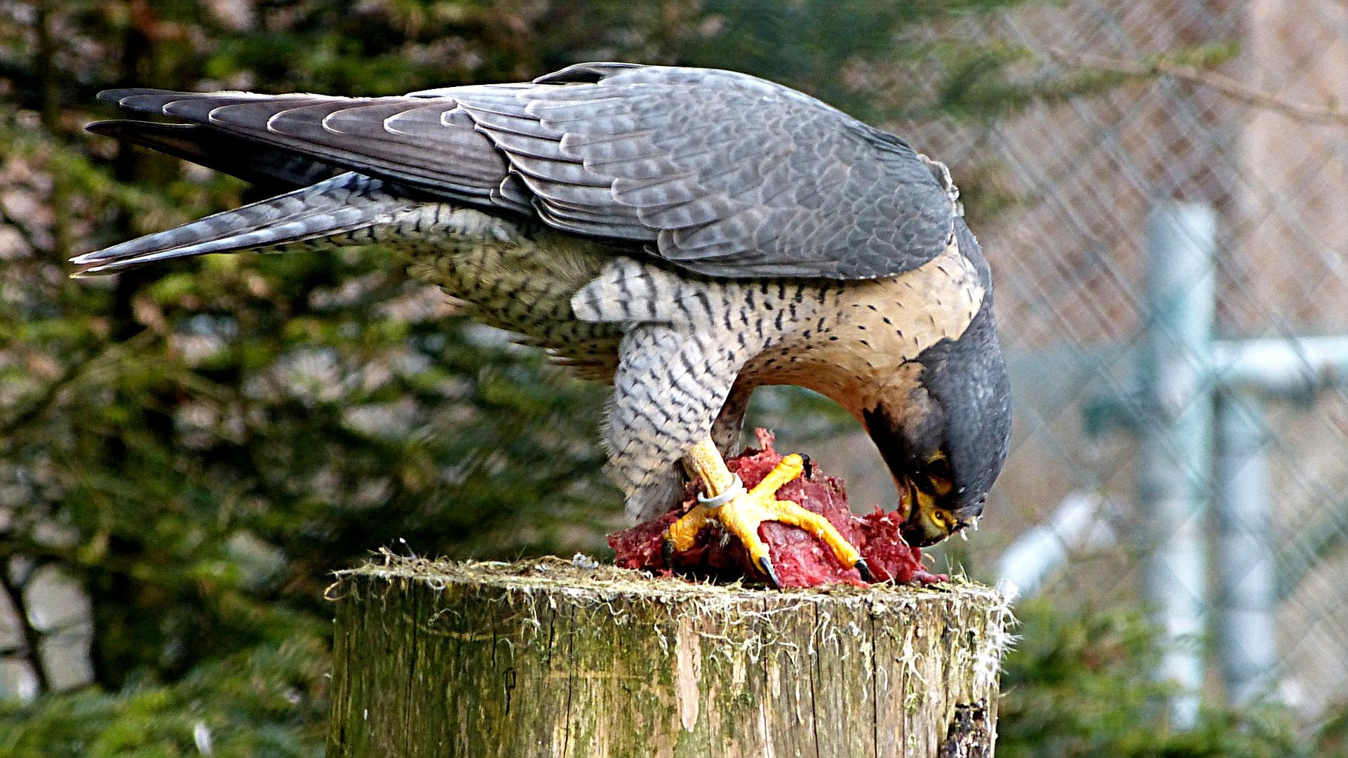 Der Bayerwald-Tierpark Lohberg  