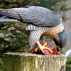 Der Bayerwald-Tierpark Lohberg  