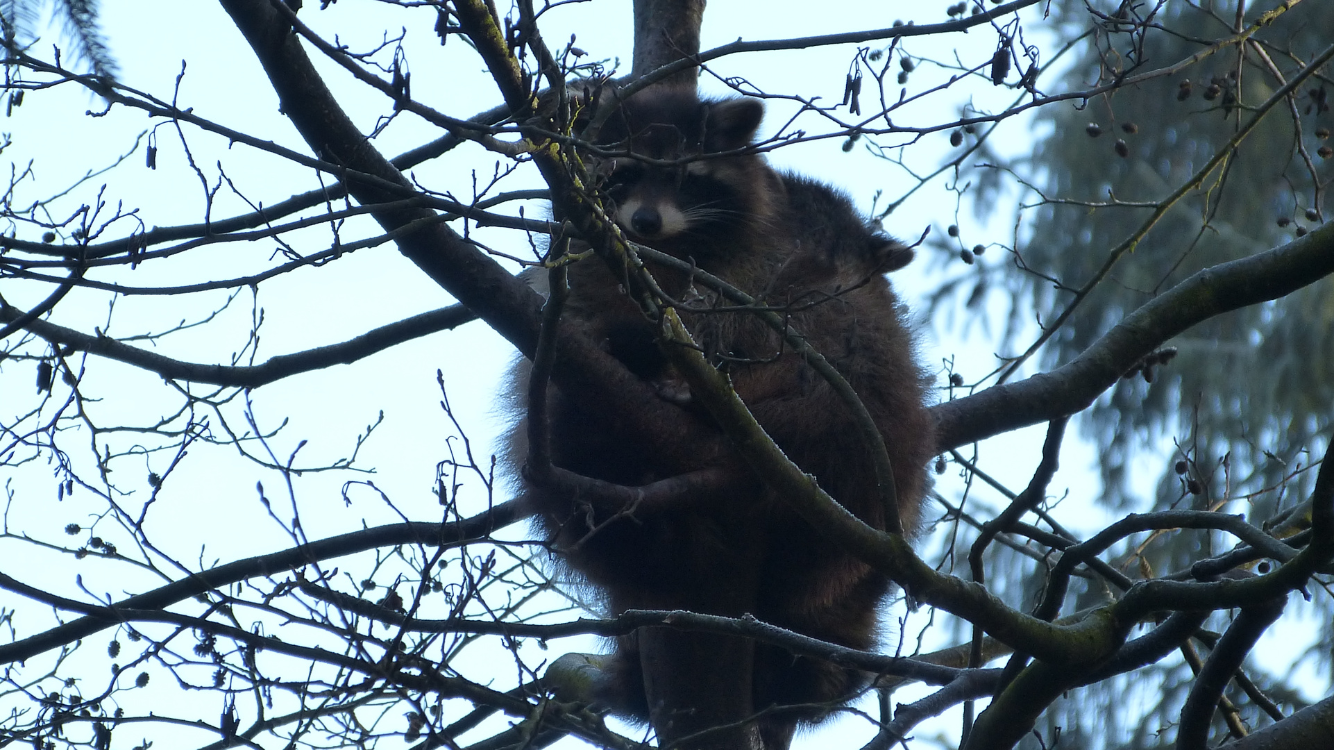 Der Bayerwald-Tierpark Lohberg  