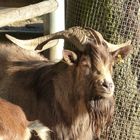 Der Bayerwald-Tierpark Lohberg 