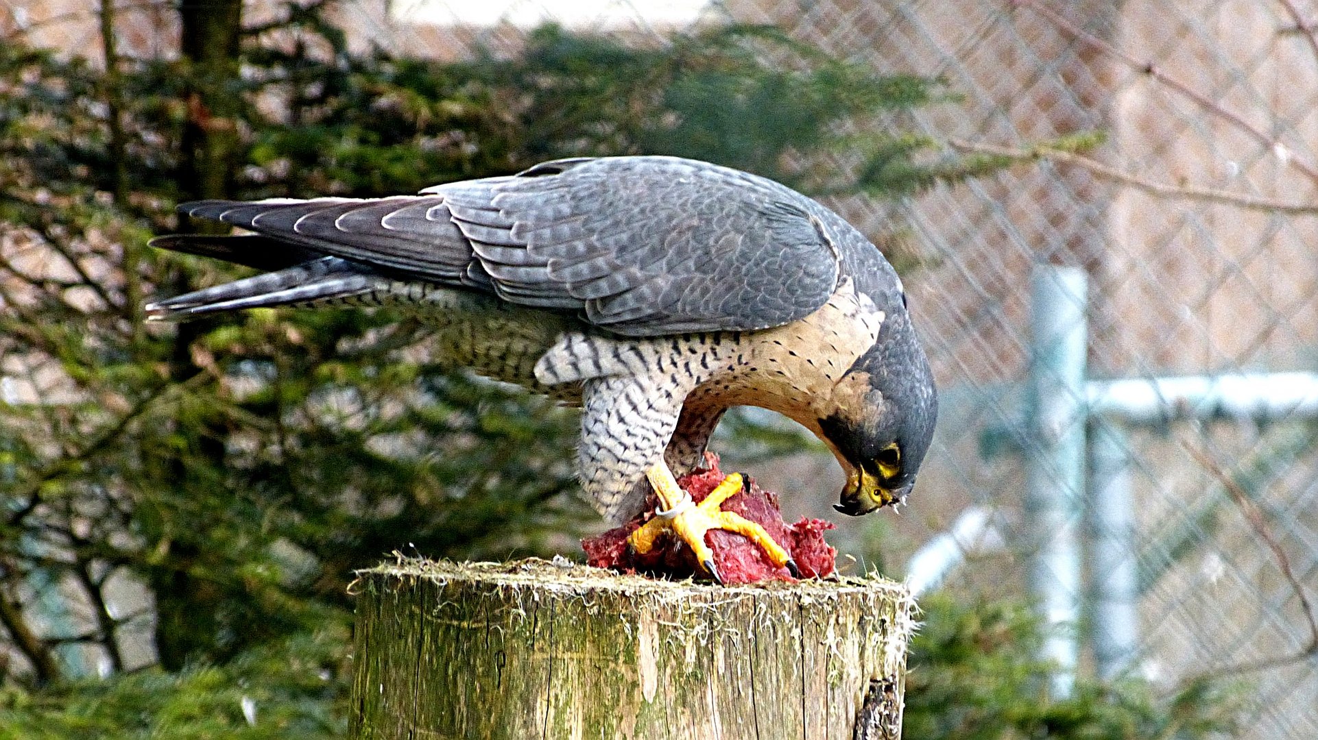 Der Bayerwald-Tierpark Lohberg 