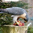 Der Bayerwald-Tierpark Lohberg 