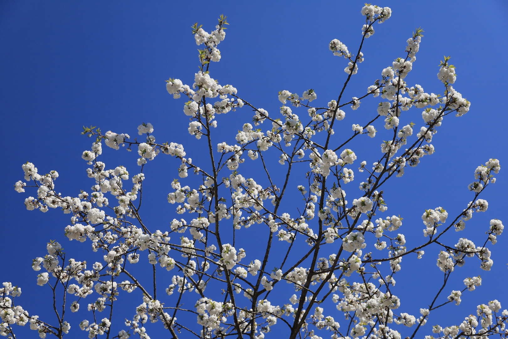 der bayrische Himmel: weiß-blau