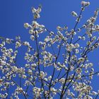 der bayrische Himmel: weiß-blau