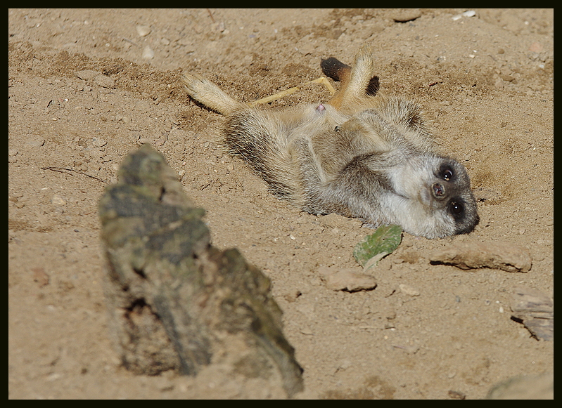 DER BEACH BUM