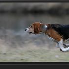 Der Beagle ...
