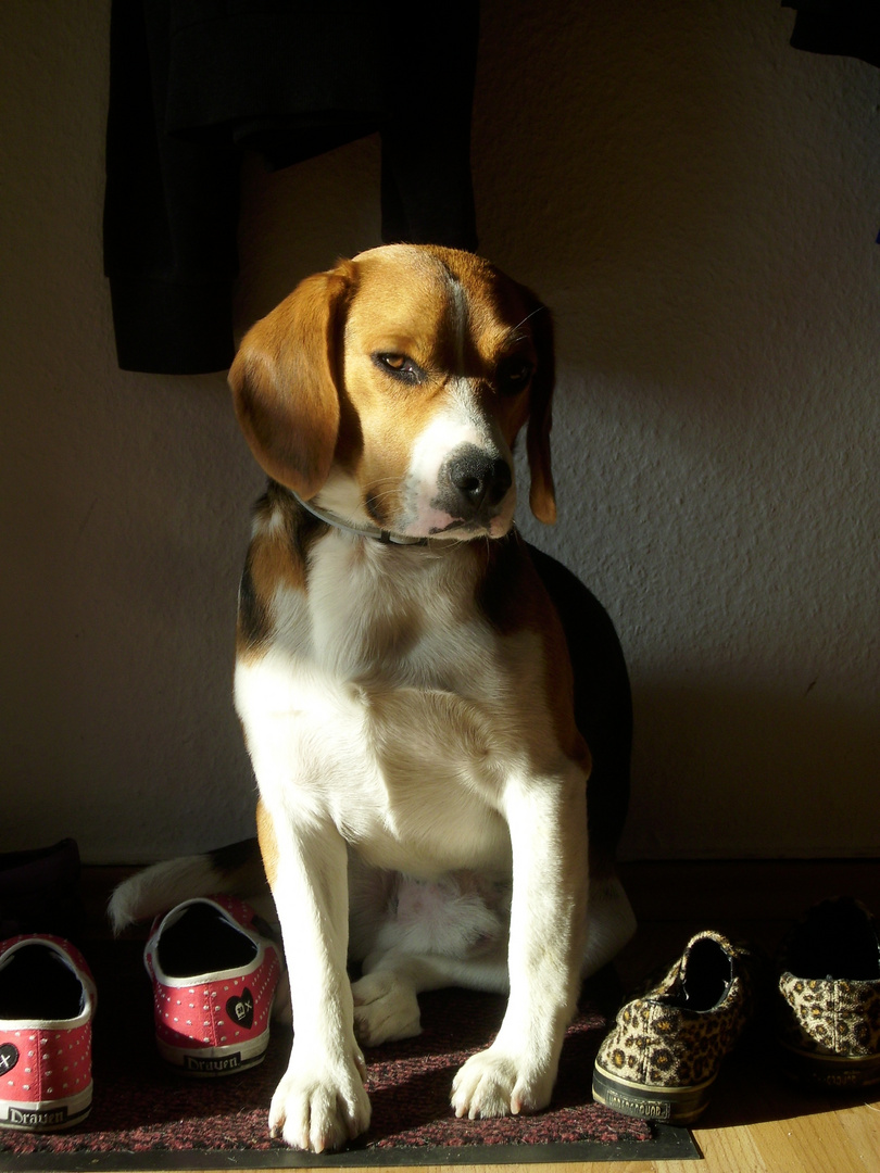 der Beagle