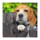 Der Beagle