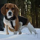 Der Beagle im Lammfell