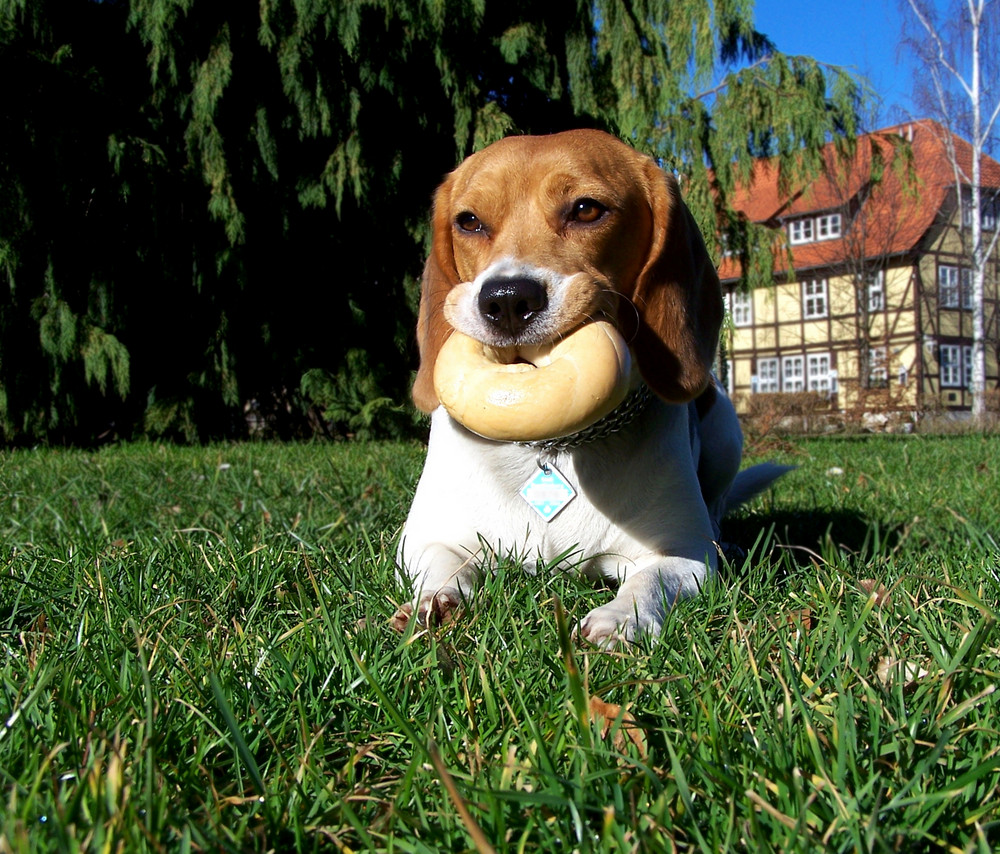 der Beagle mit dem Bagel