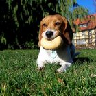 der Beagle mit dem Bagel