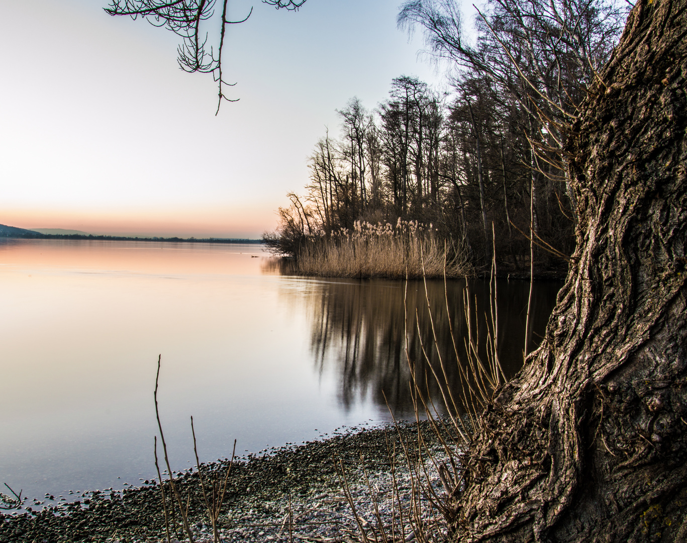 Der bedrohliche Baum