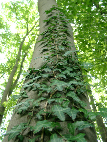 Der befallene Baum....