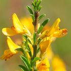 Der Behaarte Ginster (Genista pilosa)