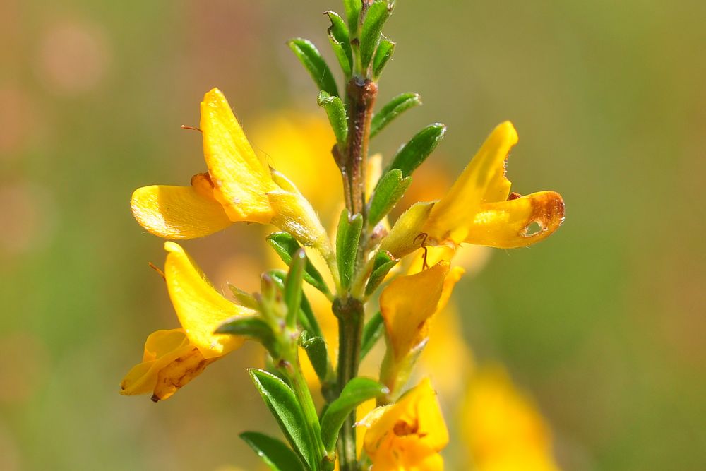 Der Behaarte Ginster (Genista pilosa)