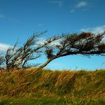 Der bei Lønstrup-Fans bestens bekannte "Windflüchter " an Mårup Kirke .