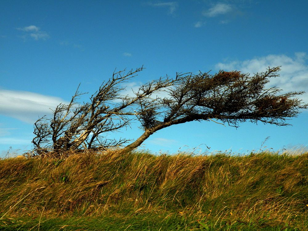 Der bei Lønstrup-Fans bestens bekannte "Windflüchter " an Mårup Kirke .