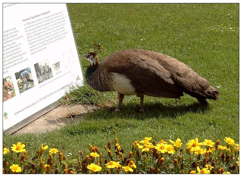 Der belesene Vogel