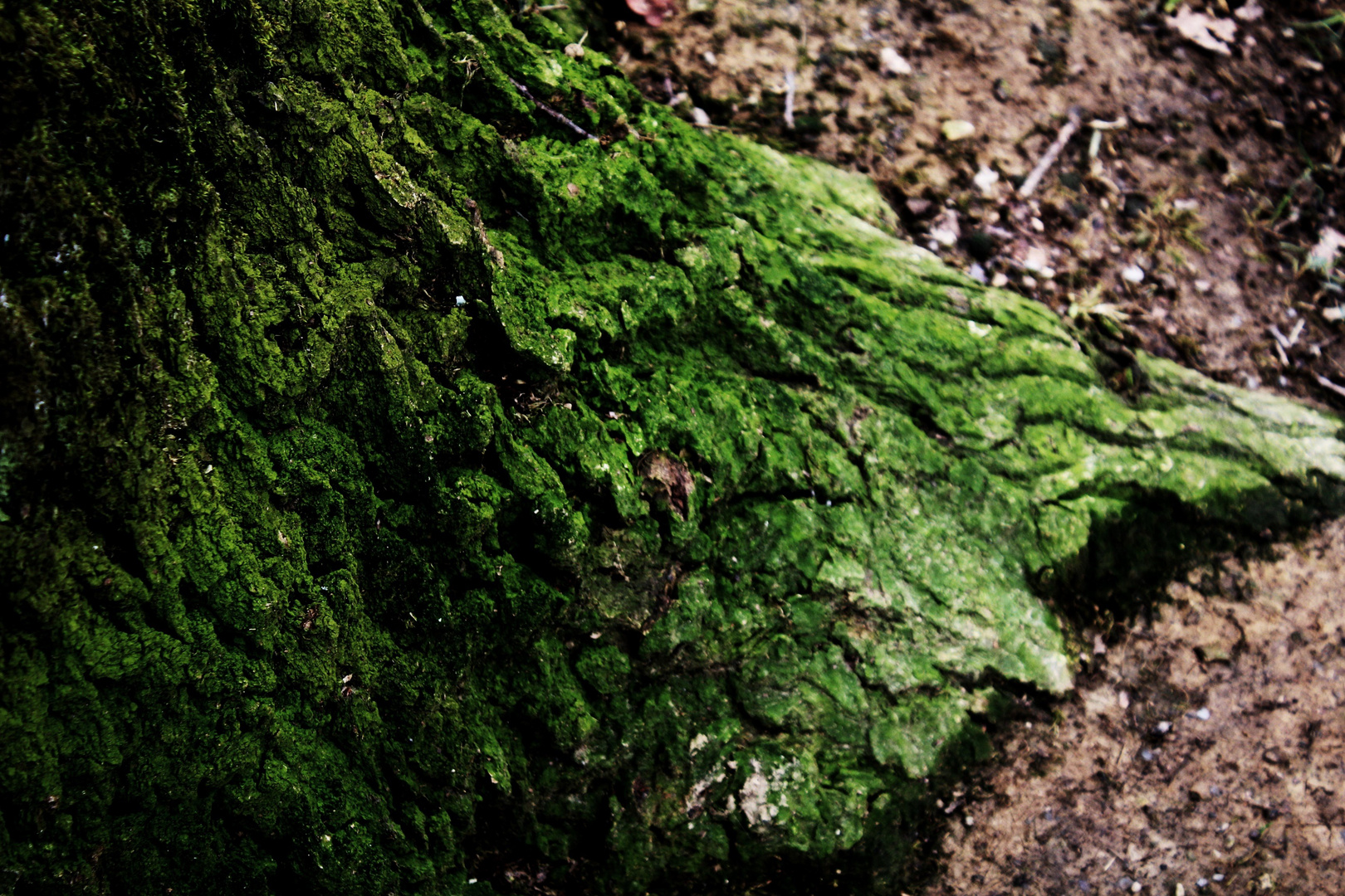 der bemooste Baumstamm ein Naturstilleben