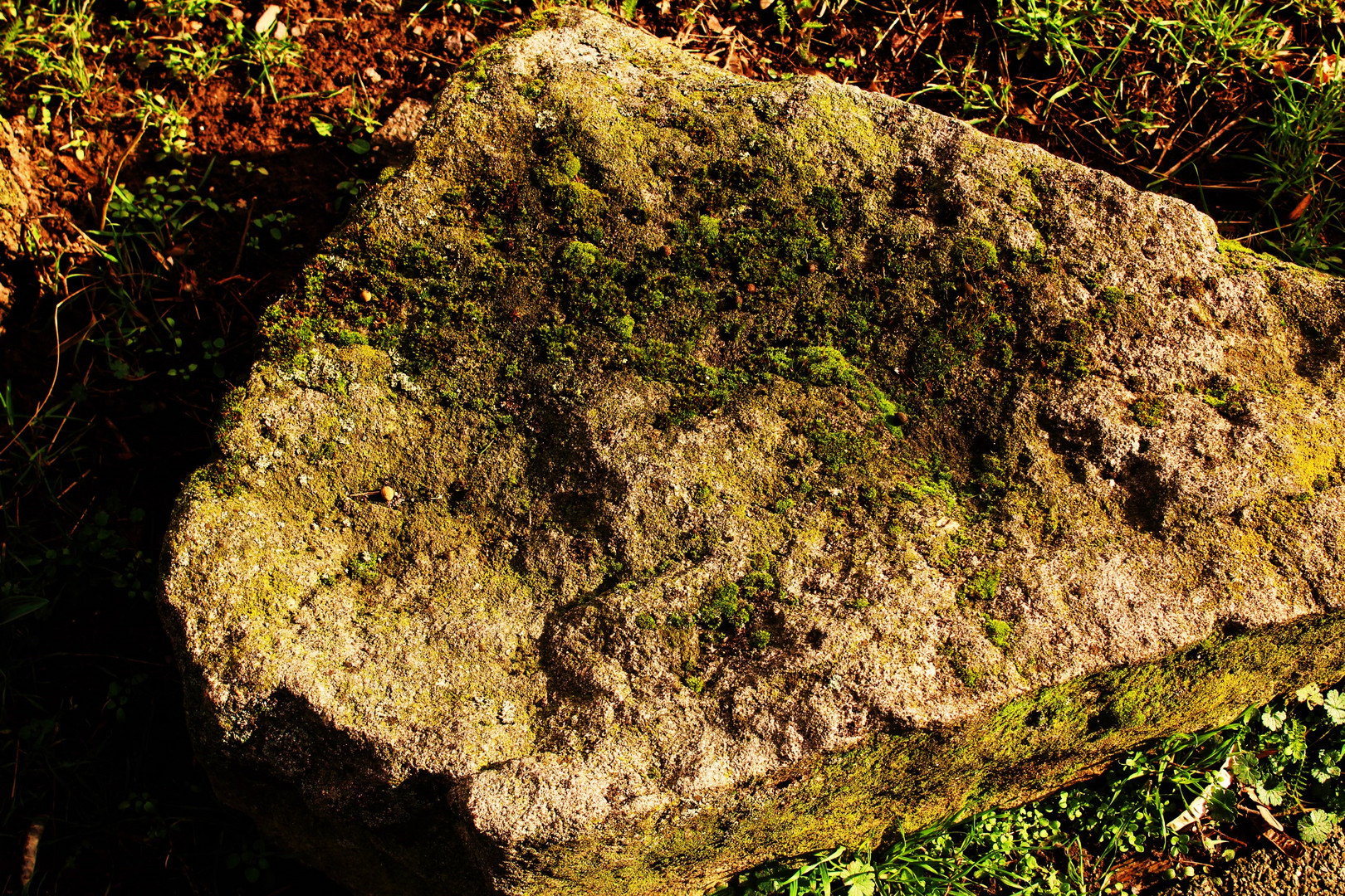 der bemooste Stein in der Sonne