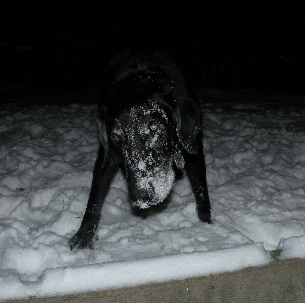 Der Benny hat Schneepflug gespielt. Er wünscht allen einen schönen 4.Advent .