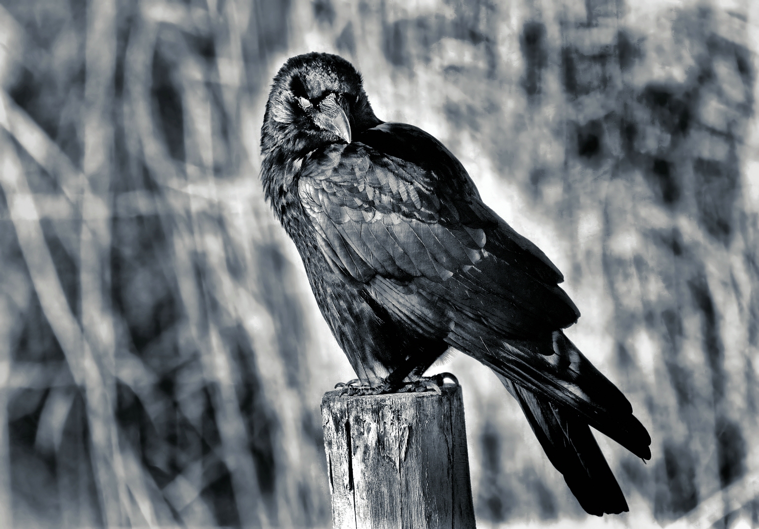 DER BEOBACHTER Foto & Bild sw, natur, monochrome Bilder auf