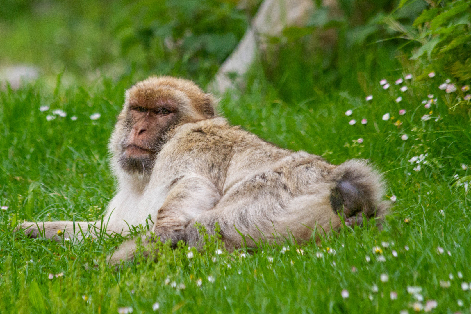 Der Berberaffe genoss die ersten Sonnenstrahlen in vollen Zügen!