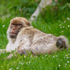 Der Berberaffe genoss die ersten Sonnenstrahlen in vollen Zügen!